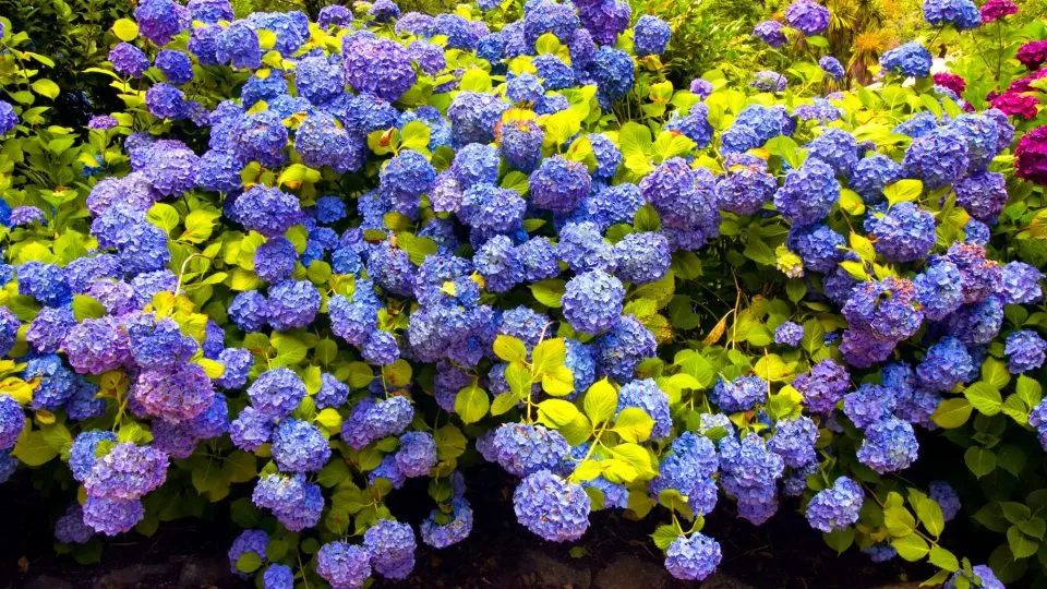 Kweek Deze Bloem Naast Je Hortensia's Voor Een Prachtige Tuin