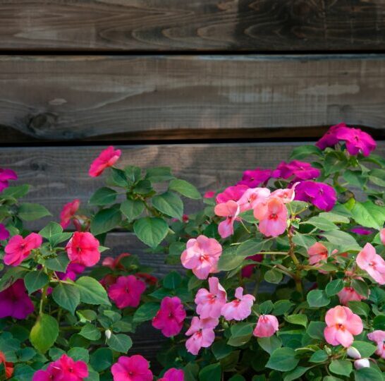 23 Planten Die, Ongeacht De Zon, Op Je Terras Zullen Bloeien