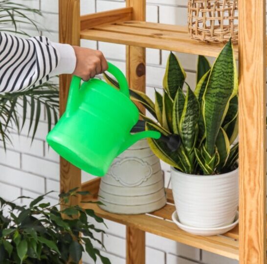 Dit Is Hoe Vaak Je Je Sansevieria Water Moet Geven Voor De Gezondste En Meest Levendige Groei